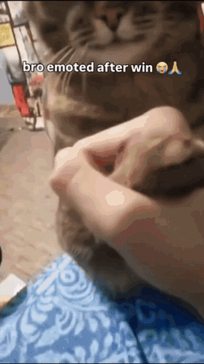 Cat Being Petted Bro Emoted After Win GIF
