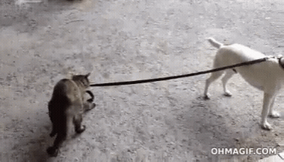 Cat Being Pulled By White Dog On Leash GIF