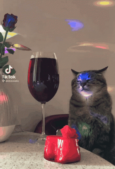 Cat Beside Glass Of Wine And Red Rose GIF