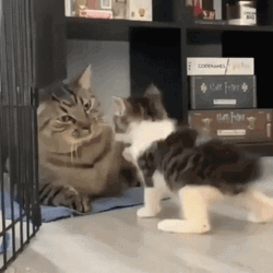 Cat Big Smack Cat GIF