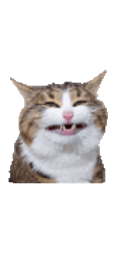 Cat Billi Sticker GIF