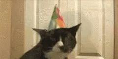 Cat Birthday Party Hat Various Facial Expression GIF