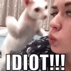 Cat Bitch Slap Idiot Mood GIF