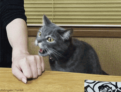 Cat Bite Hand No Teeth GIF