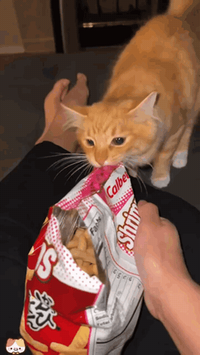 Cat Biting Bag Of Calbee Chips GIF