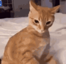 Cat Biting GIF