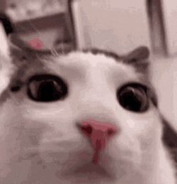 Cat Blinking Meme Cat GIF