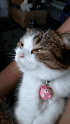 Cat Bobbing Head Cute Sleepy Nod     GIF