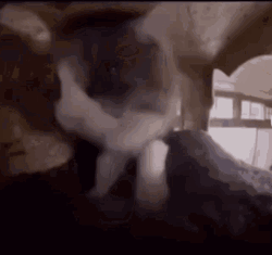 Cat Bobbing Head Fast Motion Kneading Blanket GIF