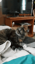 Cat Bobbing Head Funny Bed Shake GIF