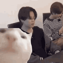 Cat Bobbing Head Jimin Vibing BTS Reaction Meme GIF
