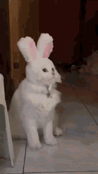 Cat Bobbing Head Shake Bunny Ears       GIF
