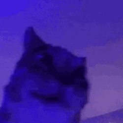Cat Bobbing Head Shaking Angry Neon Lights