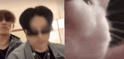 Cat Bobbing Head Vibe Keeho P1Harmony Meme GIF