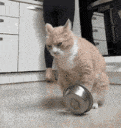 Cat Bowl GIF