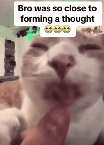 Cat Bro Was So Close To Forming A Thought GIF