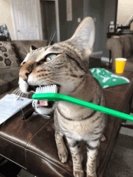 Cat Brushing Teeth GIF