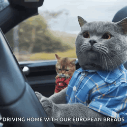 Cat Buddy Car Meme GIF