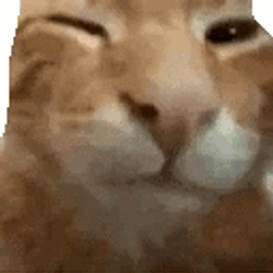Cat Bye Meme GIF
