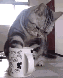 Cat Cafe GIF