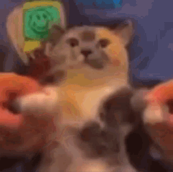 Cat Calico Cat GIF