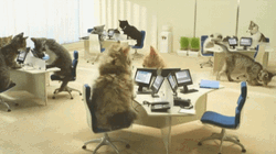 Cat Call Centre Work GIF