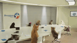 Cat Call For A Meeting GIF