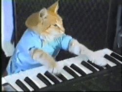 Cat Can't Touch Piano Keys GIF