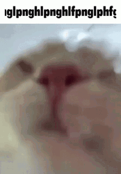 Cat Caption Drinking Water Meme GIF