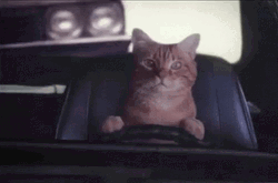 Cat Car Driving  GIF