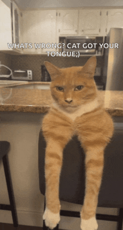 Cat Car Meme GIF