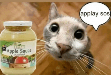 Cat Car Meme GIF