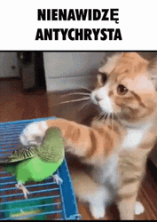 Cat Caressing Parrot GIF