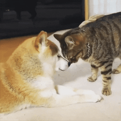 Cat Caring Doge Meme GIF