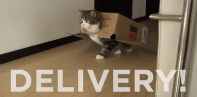 Cat Carrying Cardboard Box Delivery GIF
