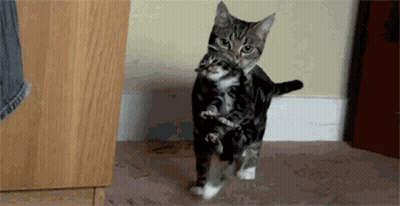 Cat Carrying Kitten On Back GIF