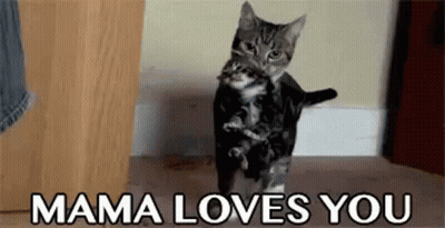 Cat Carrying Kitten Saying Mama Loves You GIF