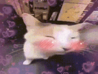 Cat Cat Blush GIF