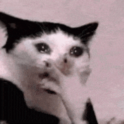 Cat Cat Crying GIF