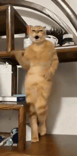 Cat Cat Dancing GIF