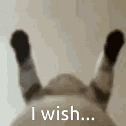 Cat Cat Hump GIF