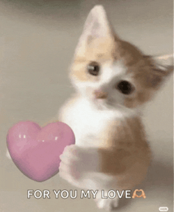 Cat Cat Love Meme GIF