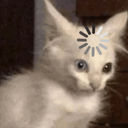 Cat Cat Meme GIF