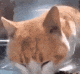 Cat Cat Meme GIF