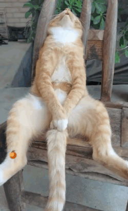 Cat Cat Meme GIF
