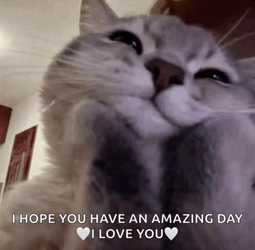 Cat Cat Meme Meme GIF