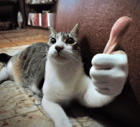 Cat Cat Meme Meme GIF