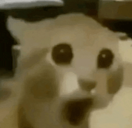 Cat Cat Meme Meme GIF