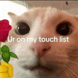 Cat Cat Meme Meme GIF