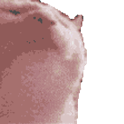 Cat Cat Meme Sticker GIF